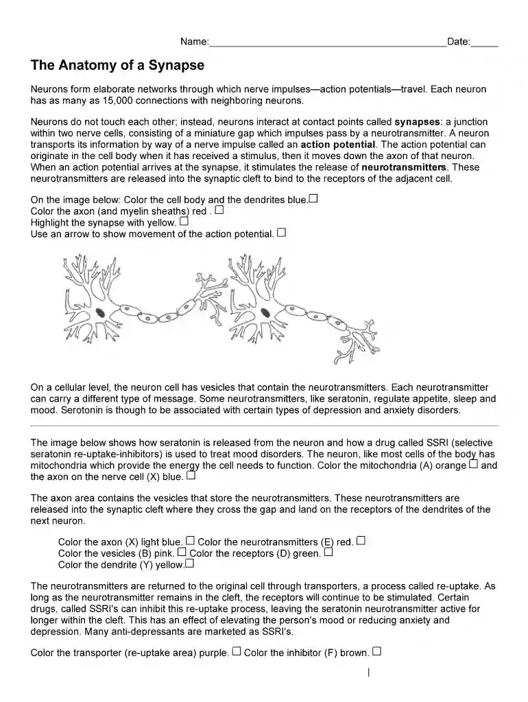 the anatomy of a synapse answer key Preview on Page 1