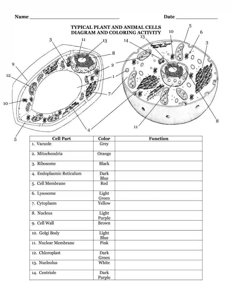 plant animal cells diagram Preview on Page 1