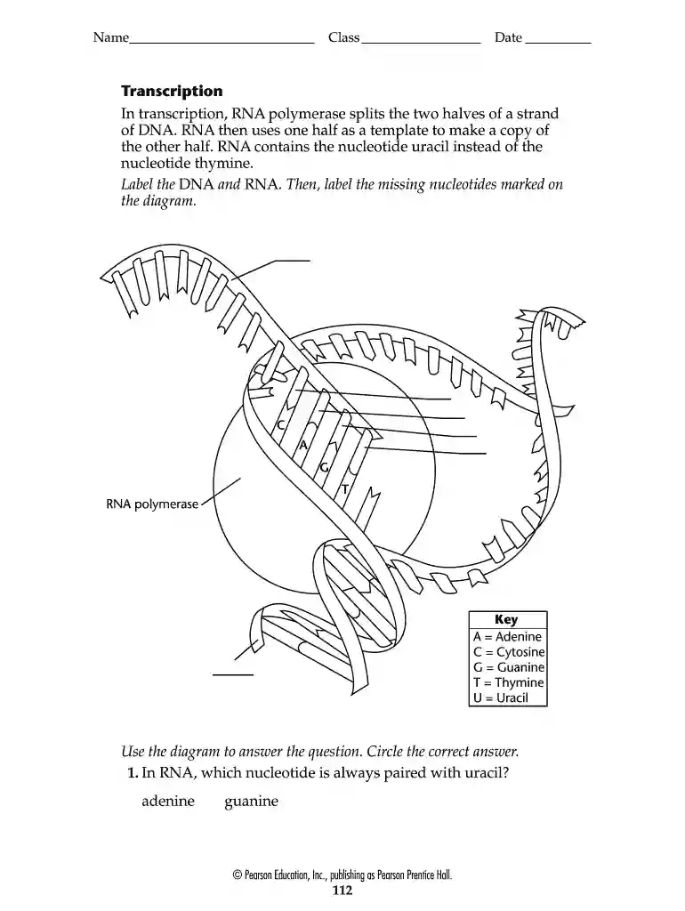label dna and rna Preview on Page 1