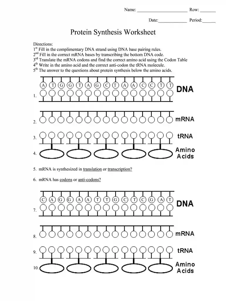 protein synthesis worksheet pdf Preview on Page 1