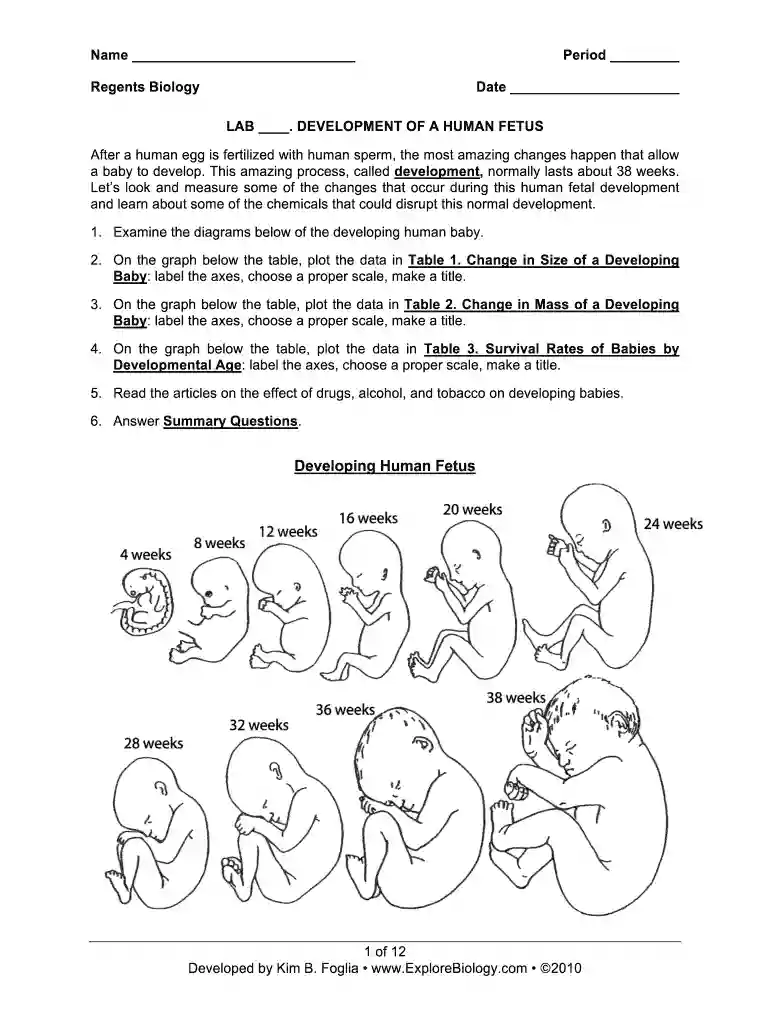 human fetal growth lab answer key Preview on Page 1
