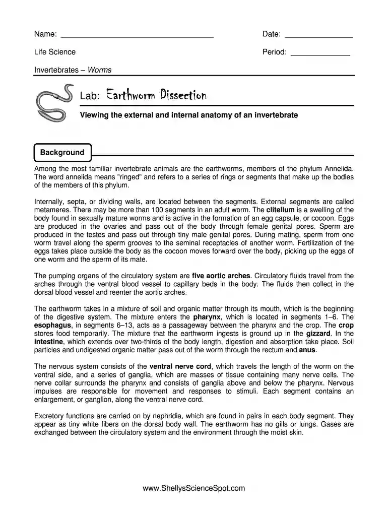 virtual earthworm dissection answers Preview on Page 1